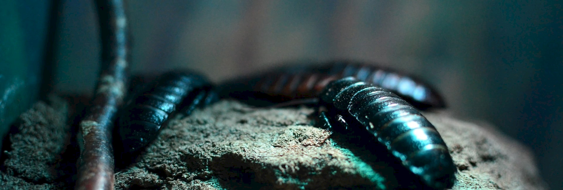 Kevät saapuu – Oletko huomannut muurahaisia kodissasi?