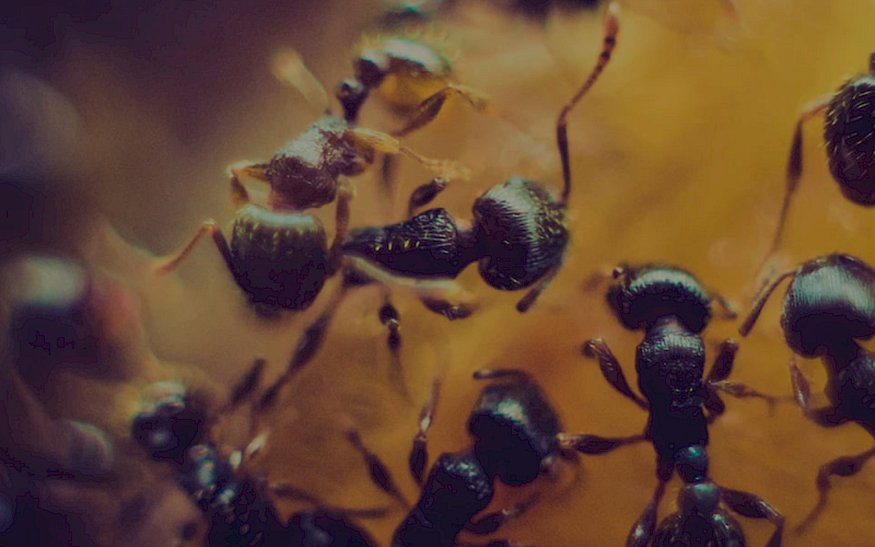 Muurahaisten torjunta