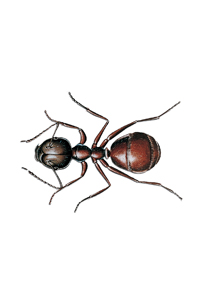 Muurahaiset (Formicidae)