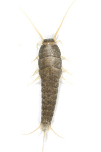 Sokeritoukka (Lepisma saccharina)