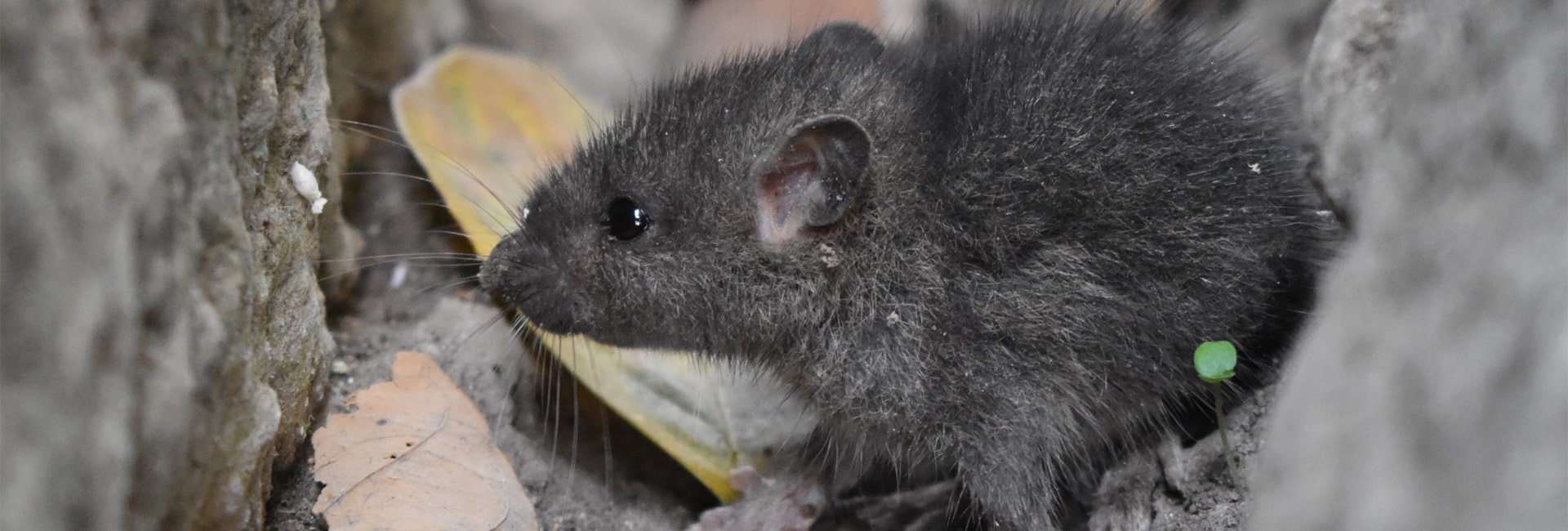 Rottien ja hiirien torjunta | P-K:n hyönteistorjunta