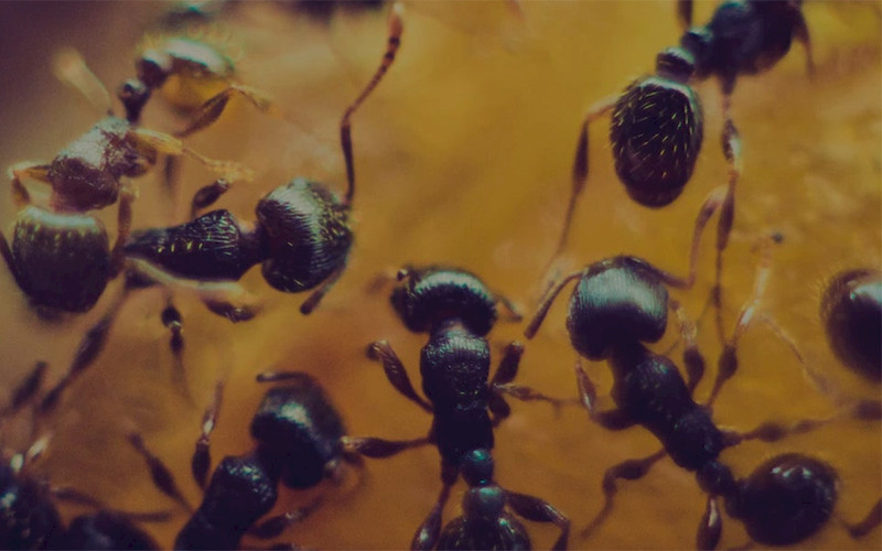 Kevät saapuu – Oletko huomannut muurahaisia kodissasi?