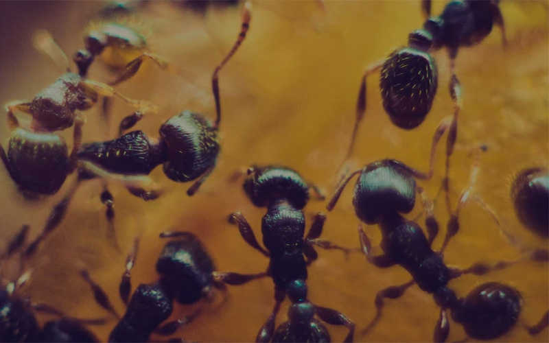 Kevät saapuu – Oletko huomannut muurahaisia kodissasi?